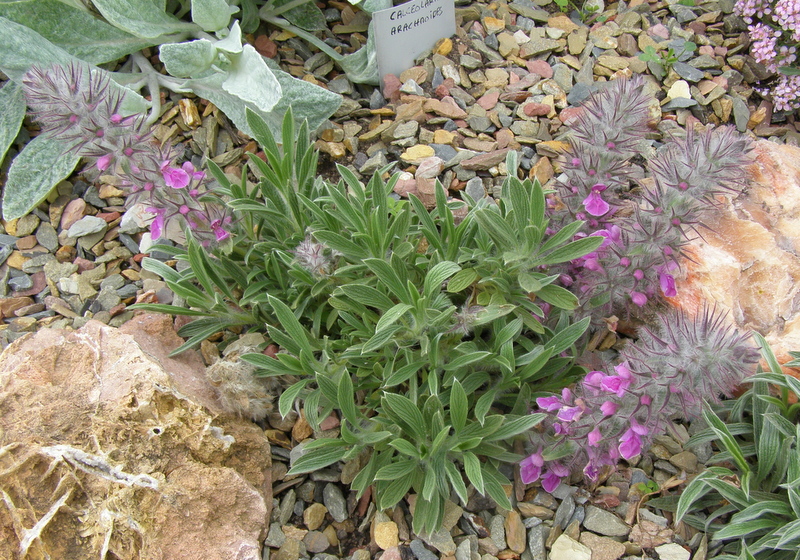 heal-all, self-heal, woundwort, betony, lamb's ears